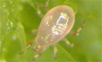 Beneficial Abmlyseius (Swirskii Ulti-Mite)